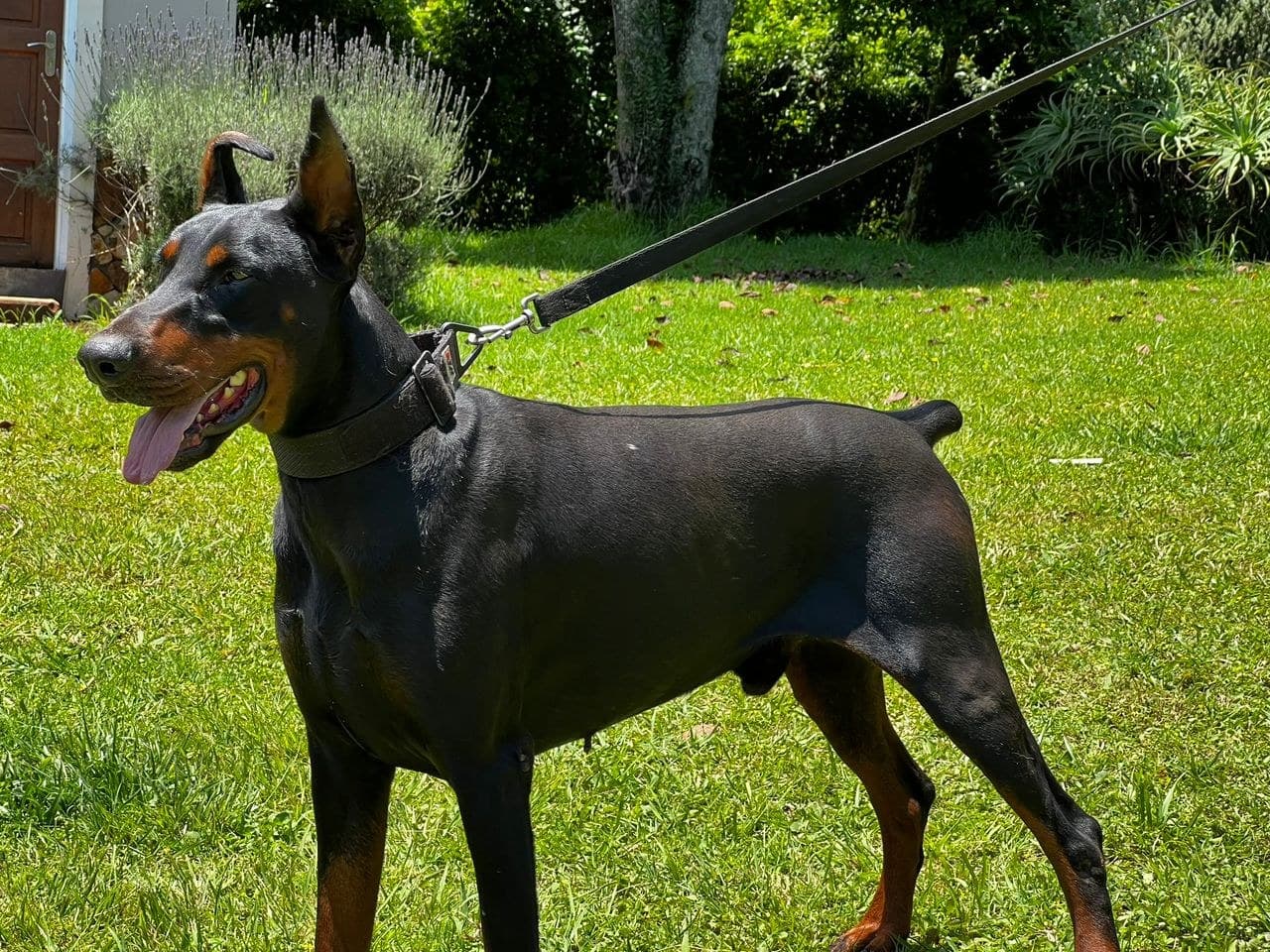Dharka
