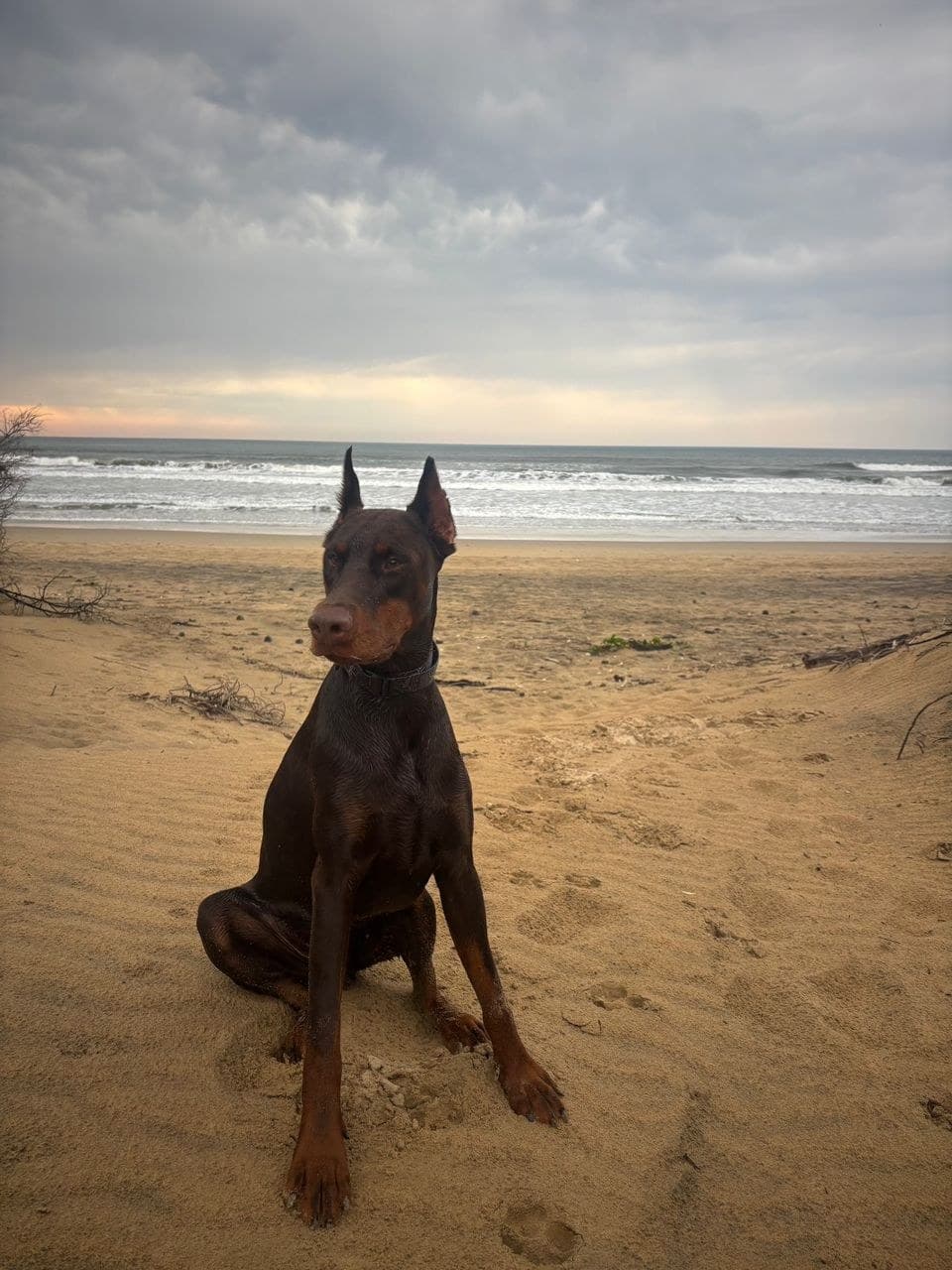 Hugo